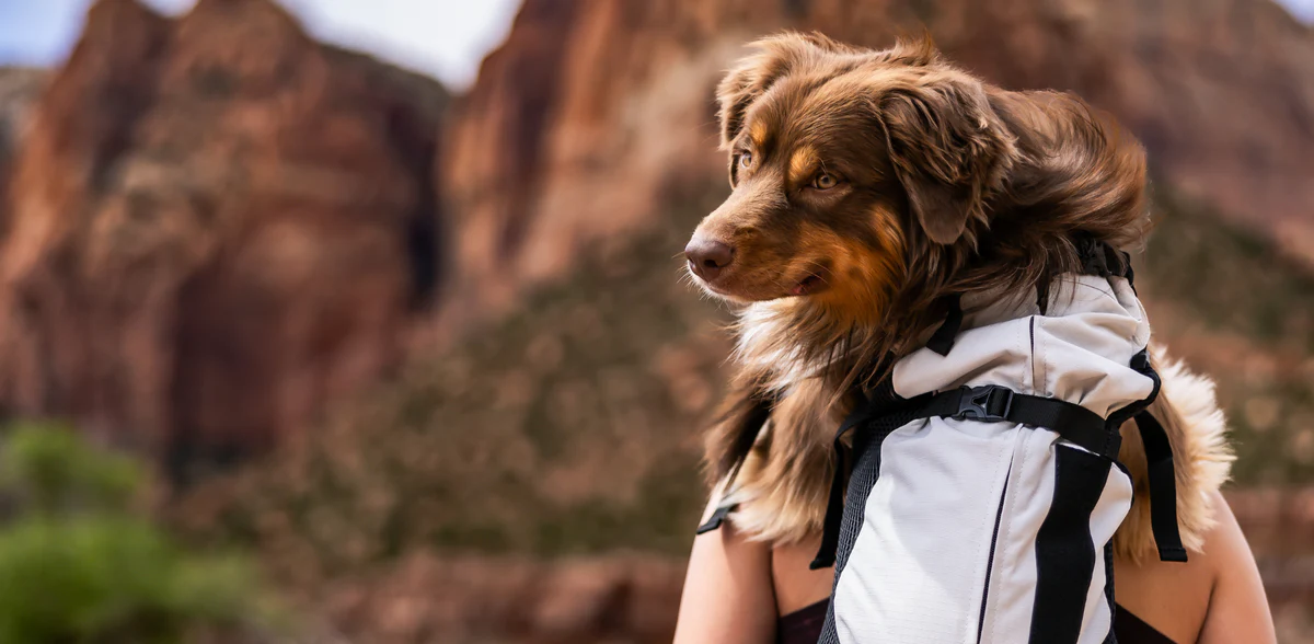 Adventure Together, No Paws Left Behind